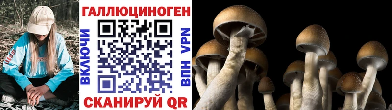 Псилоцибиновые грибы GOLDEN TEACHER  где купить наркоту  Минеральные Воды 